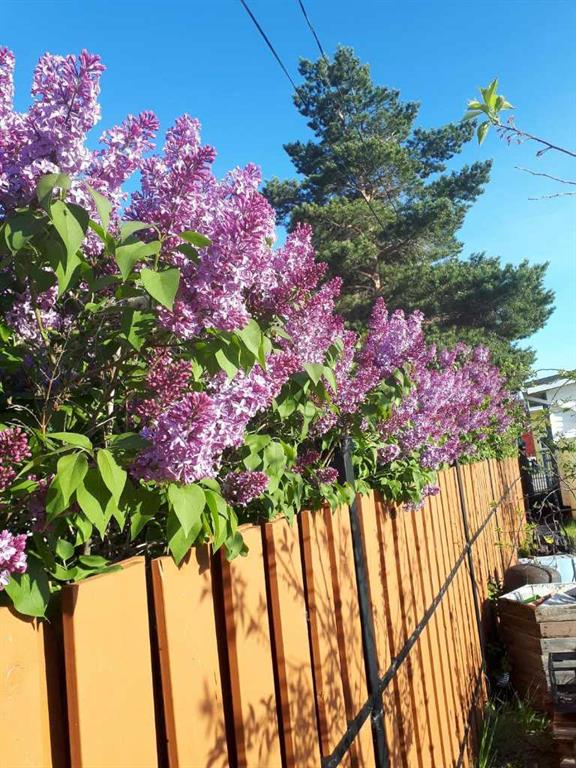 2124 20 Street, Delburne, Alberta, T0M 0V0 (103609146)