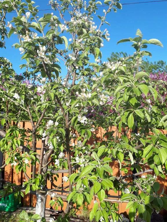 2124 20 Street, Delburne, Alberta, T0M 0V0 (103609146)