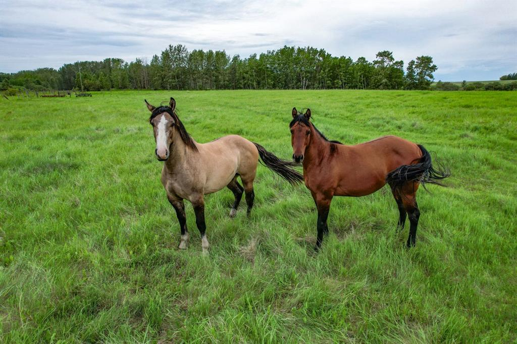 Range Road 261, Rural Lacombe County, Alberta, T0M 0J0 (113956470)